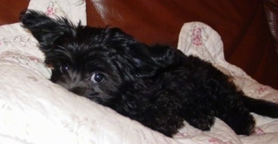 A black Russian Tsvetnaya Bolonka is laying across a blanket and it is looking forward. Its ears are sticking out to the sides level with its head.