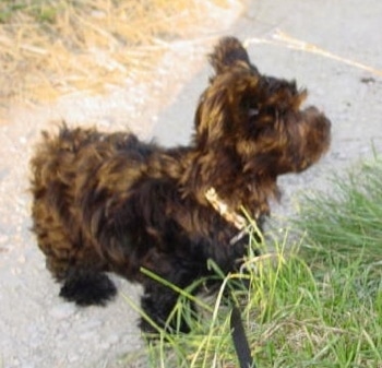 Side view - The front left side of a black Russian Tsvetnaya Bolonka that is sitting on a sidewalk and it is looking to the right.