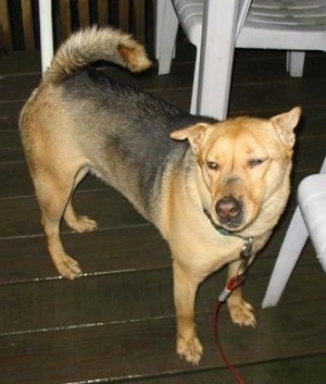 The front right side of a large breed, tan and black dog that is standing across a hardwood porch, its head is slightly tilted to the left and it is looking forward. There is plastic furniture behind it. The dogs tail is curled up over its back and its ears are pinned back.