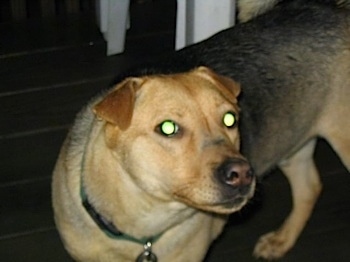 Close up front side view - A large, tan and black dog is standing across a hardwood porch, its body is facing towards the left, but its head is turned to the right and it is looking forward. The dog has small v-shaped fold over ears.