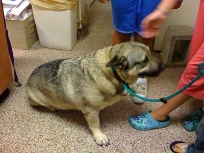 The right side of a tan and black Dog that is sitting in a local SPCA