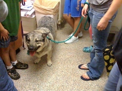 A tan and black Dog is surrounded by people and it is  standing in the middle of a room with its tongue out