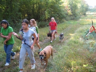 A group of girls are leading three dogs on a walk through the woods.
