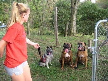 A blonde-haired girl is walking through an open gate and the three dogs are sitting on the opposite side of the gate. The dogs are panting.