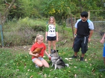 A blonde-haired girl has a chicken under her arm and in front of her is a sitting black, grey and white Norwegian Elkhound. There are three people around them looking at the dog.
