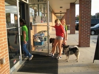 A blonde-haired girl is holding a door open and a person is walking through. There is a dog on each side of her and she is making them wait before they can go in. There is a second person in a green shirt walking into the store and a third person behind the girls waiting to go in.