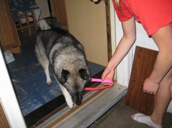A black, grey and white Norwegian Elkhound is being led out of a doorway by a girl in a red shirt.