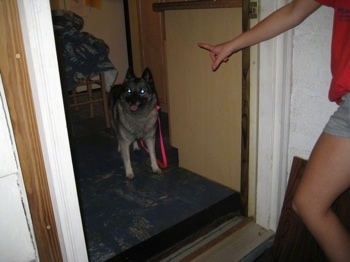 A black, grey and white Norwegian Elkhound is standing in front of a door and a person in a red shirt has there arm out as to tell the dog not to go through the door.