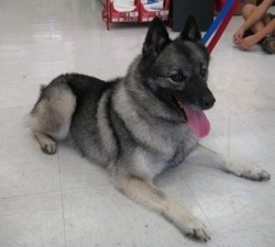 keeshond mix