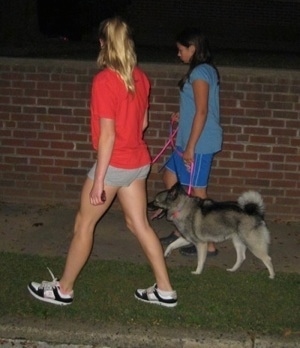 A girl in a red shirt and a girl in a blue shirt are leading a black, grey and white Norwegian Elkhound on a walk. The dog is panting.