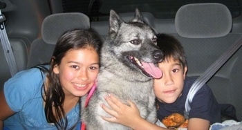 A boy and a girl are hugging the sides of a black, grey and white Norwegian Elkhound. The dogs mouth is open and tongue is out.