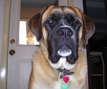 Close up front view head and shoulder shot - A brown with black and white Saint Bermastiff dog is sitting down inside a house in front of a front door.