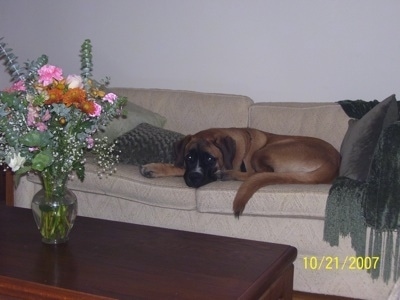 The left side of a brown with black and white Saint Bermastiff that is laying down on a tan couch, there is a green pillow in front of it and behind it is a green blanket draped on the arm. There is a wooden coffee table in front of it with a vase of colorful flowers in it.