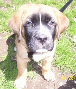 Close up front view - A small brown with black and white Saint Bermastiff puppy is sitting in grass and it is looking up.