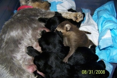 Rosie the Miniature Schnauzer is nursing a litter of puppies and also a raccoon