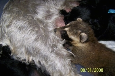 A Baby Raccoon and A Mini Schnauzer are nursing next to each other