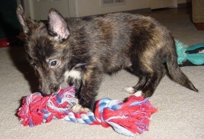 Side view - A perk-eared, brindle black and tan with white Shelestie dog is standing on a tan carpet on top of a red, blue and white rope toy. It is looking down at the rope. There is another green plush toy behind the dog.