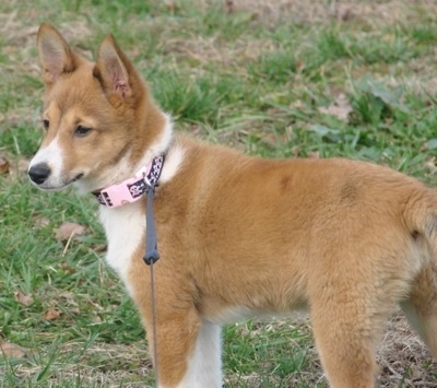 The back right side of a tan and white Sheltie Inu puppy is standing in grass and it is looking to the left. It has perk ears.