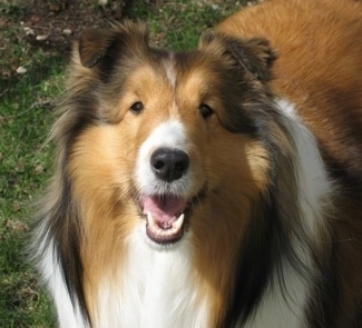 Close up - A brown with white and black Shetland Sheepdog is standing in grass, it is looking up, its mouth is open and it looks like it is smiling. It has small almond shaped eyes and a black nose.