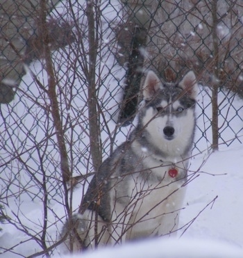 A grey and white Siberian Husky is sitting in snow outside in between a small bare tree and a chainlink fence. It is actively snowing in the image. The dog has blue eyes and it looks like a wolf.