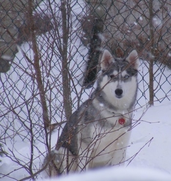 siberian husky puppies in snow. Siberian Husky Puppies for