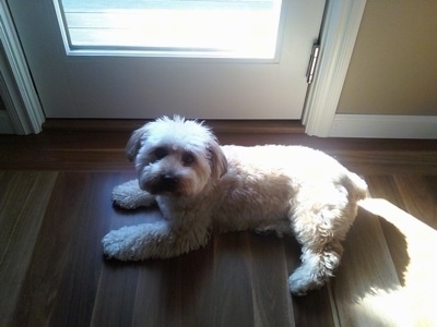 Top down view of a brown with tan and black Silkchon dog laying across a hardwood floor and it is looking up. There is a closed door behind it with sun shining in.