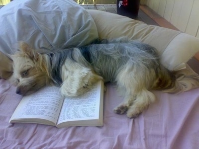 A black and tan with white Silkese is laying on its right side on a bed  on top of an open book.