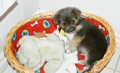 A little fluffy, black with tan and white Silkese puppy is laying across the back of a wicker basket, its mouth is open and it is looking forward. There is a couple plush bears in front of it.