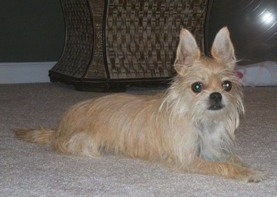 Front side view - A tan with white Silkin is laying across a carpet and it is looking forward. The dog has longer hair on its face and chin and large perk ears that stand up to a point. Its wide round eyes are brown.