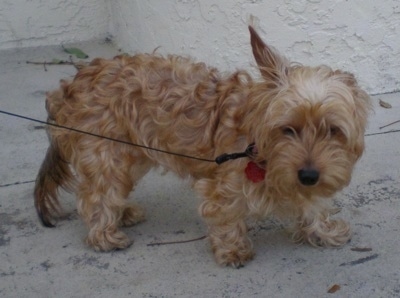 The right side of a wavy-coated tan Silkshund dog that is walking across a concrete surface and it is looking forward. One of its ears is perked up and the other is pinned back.