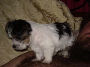 Side view - A tricolor, white with black and tan Silky Jack puppy is standing on a couch looking to the left over the edge. There is a shiny tan pillow behind it.