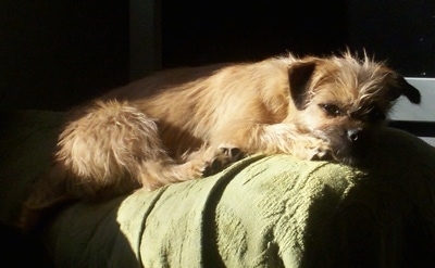 The right side of a tan Silky Pug puppy that is laying on a couch and it is looking forward. It has ears that fold over to the sides.