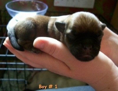 Pics Of Pugs Puppies. Three day old Silky Pug puppy.