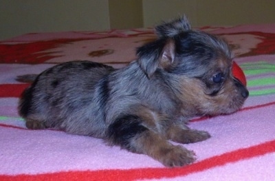 The right side of a merle Silkyhuahua puppy that is laying across a Strawberry Shortcake blanket. Its ears are folded over to the sides.