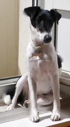 Front view - A tall thin, black and white Smooth Fox Terrier is sitting on a window sill looking down and to the right. The dog has a long thin muzzle.