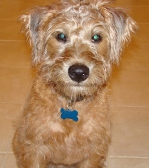 Front view - A tan Soft Coated Wheaten Terrier is sitting on a tiled floor and it is looking forward.