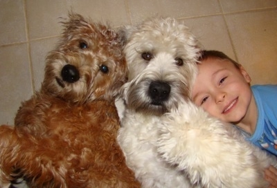 Top down view of two Soft Coated Wheaten Terriers are laying on their backs and there is a child laying to the right with the dogs.