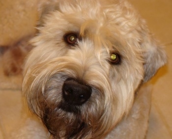 Close up head shot - A tan Soft Coated Wheaten Terrier is sitting on a tiled floor and it is looking up.