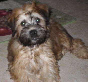 Close up front view - A thick coated, brown with black Soft Coated Woxer dog laying on a tan carpet looking forward and its head is slightly tilted to the left.