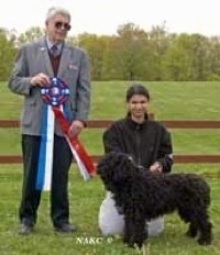A man in sunglasses is holding a ribbon and next to him is a girl in a black coat sitting on knees behind a black Spanish Water Dog that is facing the left at a dog show.