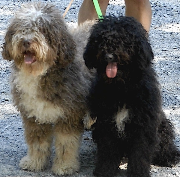 Front view of two thick wavy-coated dogs - A black with white Spanish Water Dog is sitting on a gravel walkway next to a standing brown and white Spanish Water Dog. Both of there mouths are open with their tongues showing. There is a person standing behind them.