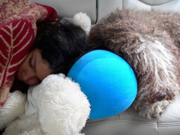 A person is sleeping across from a long-haired, curly brown and white Spanish Water Dog. They are laying head to head.