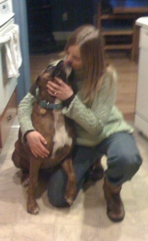 A brown brindle with white Boxer is licking the face of a kneeling lady.