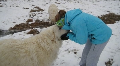 The right side of a white Great Pyrenees that is being hugged by a girl in a blue coat. Behind them is another Great Pyrenees is drinking water from a stream.