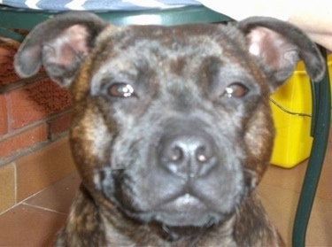 Close Up - A brown brindle American staffordshire Terrier is sitting in front of brick wall.