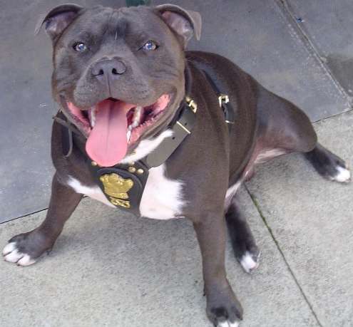 A wide chested, large-headed, blue with white muscular dog sitting on a concrete surface looking up with its mouth open and tongue out