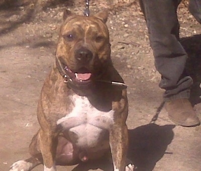 A brindle with white Staffordshire Terrier is sitting in a driveway, its mouth is open, it is looking forward and there is a person standing to the right of it.