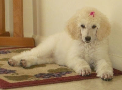 Front side view - A white Standard Poodle puppy is laying on a rug and against the wall behind it. It has a pink ribbon in its hair.