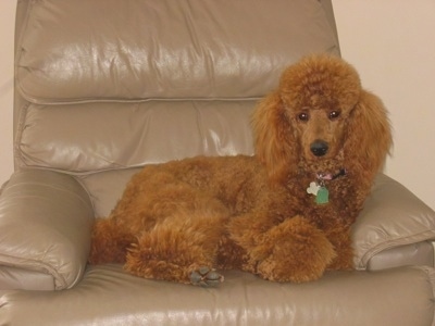A thick coated, fluffy, red Standard Poodle dog laying across a tan recliner chair and it is looking forward. The dog has shorter hair on its snout and a black nose.