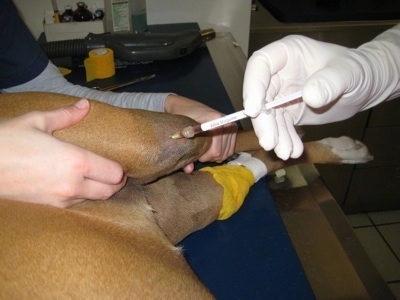Preparing for the second injection. Injecting into the left knee.